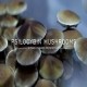 Psilocybin or Magic Mushrooms